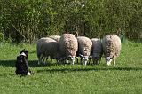 BORDER COLLIE - MOUTONS 111